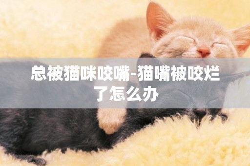 總被貓咪咬嘴-貓嘴被咬爛了怎么辦