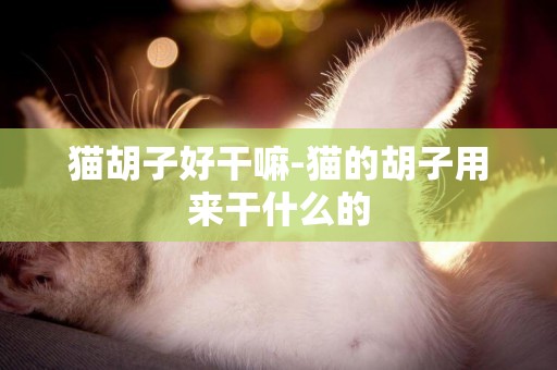 貓胡子好干嘛-貓的胡子用來干什么的