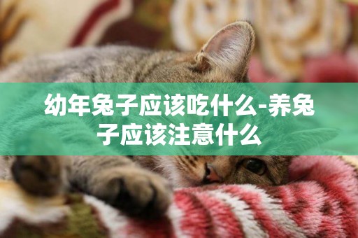 幼年兔子應該吃什么-養兔子應該注意什么