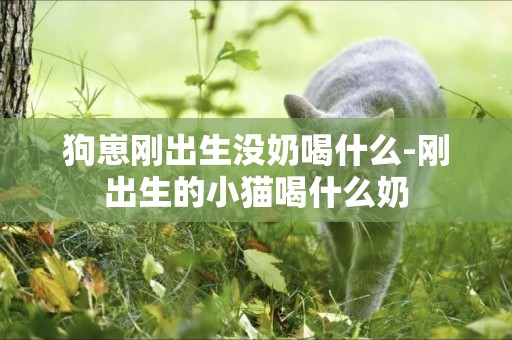 狗崽剛出生沒奶喝什么-剛出生的小貓喝什么奶