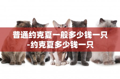 普通約克夏一般多少錢一只-約克夏多少錢一只