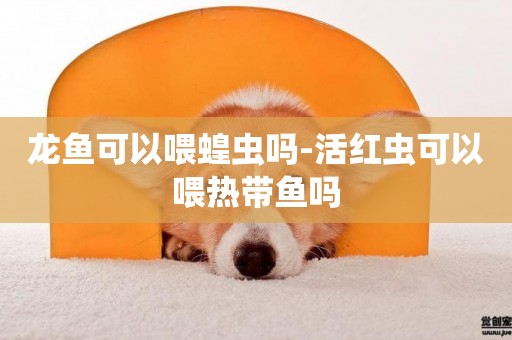 龍魚可以喂蝗蟲嗎-活紅蟲可以喂熱帶魚嗎