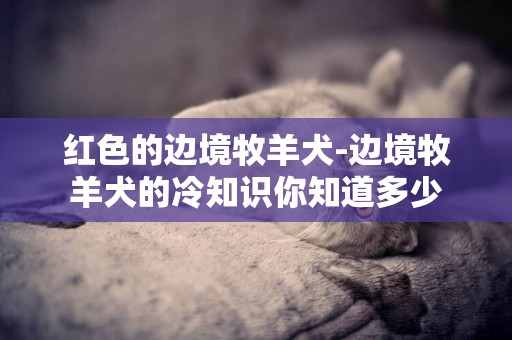 紅色的邊境牧羊犬-邊境牧羊犬的冷知識你知道多少