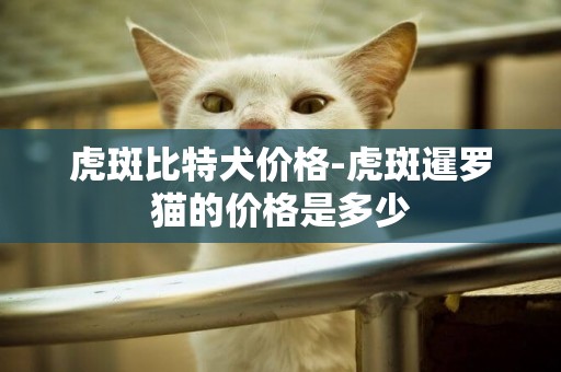 虎斑比特犬價格-虎斑暹羅貓的價格是多少