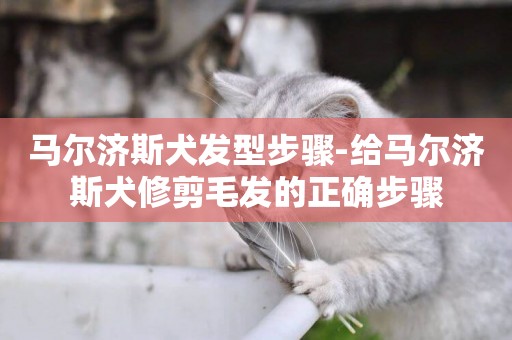 馬爾濟斯犬發型步驟-給馬爾濟斯犬修剪毛發的正確步驟