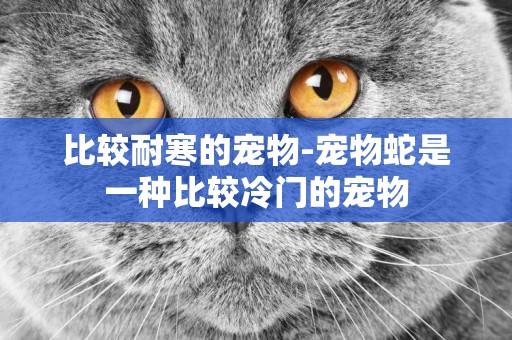 比較耐寒的寵物-寵物蛇是一種比較冷門的寵物
