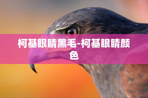 柯基眼睛黑毛-柯基眼睛顏色