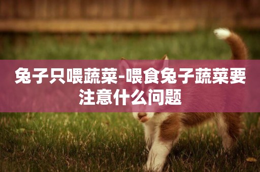 兔子只喂蔬菜-喂食兔子蔬菜要注意什么問題