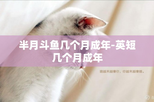 半月斗魚幾個月成年-英短幾個月成年