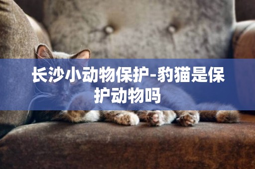 長沙小動物保護-豹貓是保護動物嗎