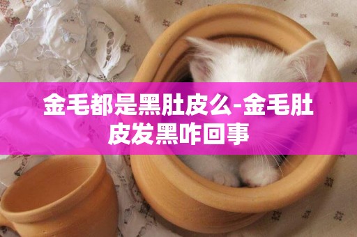 金毛都是黑肚皮么-金毛肚皮發黑咋回事