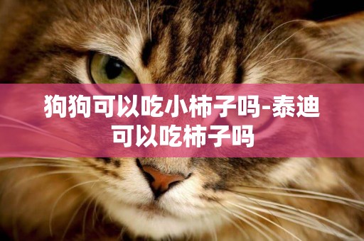 狗狗可以吃小柿子嗎-泰迪可以吃柿子嗎