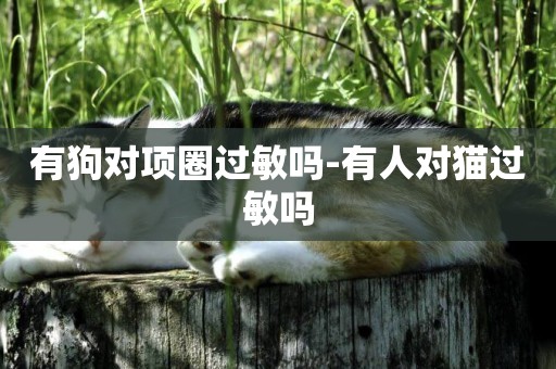 有狗對項圈過敏嗎-有人對貓過敏嗎