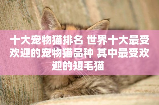 十大寵物貓排名 世界十大最受歡迎的寵物貓品種 其中最受歡迎的短毛貓 