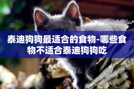 泰迪狗狗最適合的食物-哪些食物不適合泰迪狗狗吃