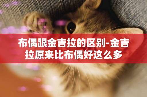 布偶跟金吉拉的區別-金吉拉原來比布偶好這么多