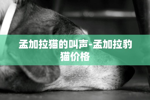 孟加拉貓的叫聲-孟加拉豹貓價格