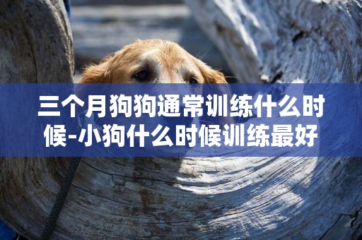 三個月狗狗通常訓練什么時候-小狗什么時候訓練最好