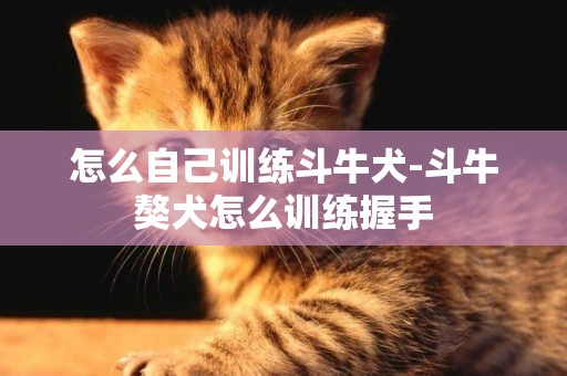 怎么自己訓練斗牛犬-斗牛獒犬怎么訓練握手