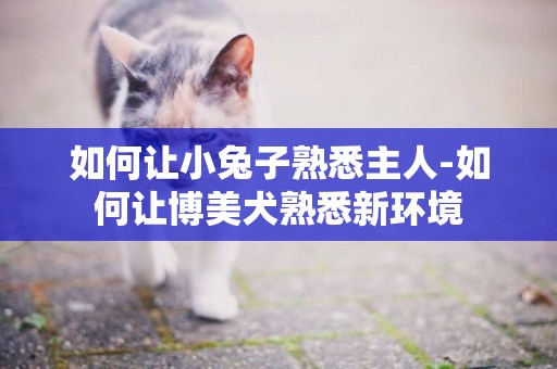 如何讓小兔子熟悉主人-如何讓博美犬熟悉新環境