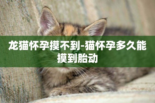龍貓懷孕摸不到-貓懷孕多久能摸到胎動