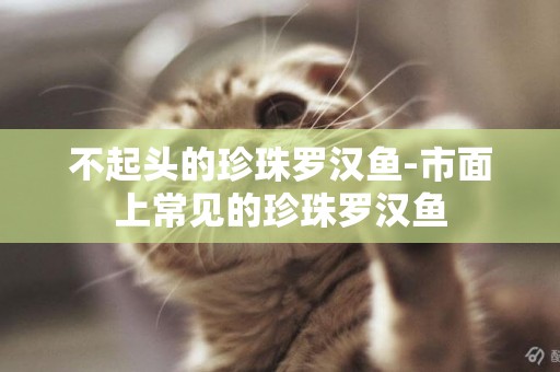 不起頭的珍珠羅漢魚-市面上常見的珍珠羅漢魚