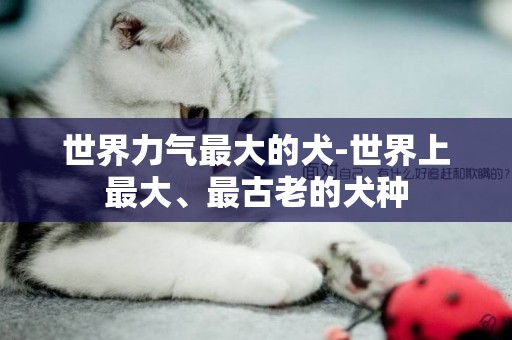 世界力氣最大的犬-世界上最大、最古老的犬種