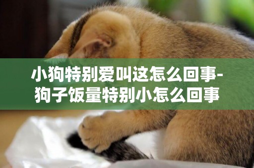 小狗特別愛叫這怎么回事-狗子飯量特別小怎么回事
