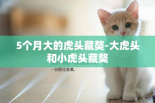 5個月大的虎頭藏獒-大虎頭和小虎頭藏獒