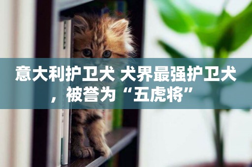 意大利護衛犬 犬界最強護衛犬，被譽為“五虎將” 