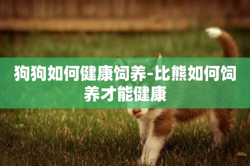 狗狗如何健康飼養-比熊如何飼養才能健康