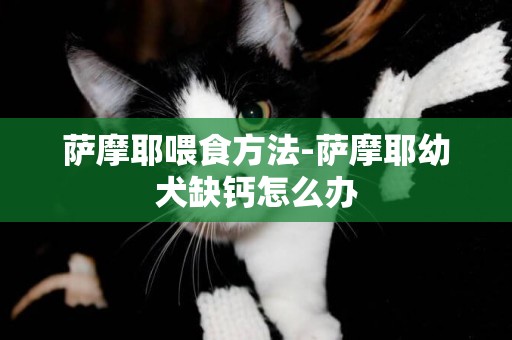 薩摩耶喂食方法-薩摩耶幼犬缺鈣怎么辦
