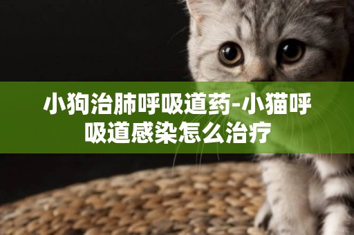 小狗治肺呼吸道藥-小貓呼吸道感染怎么治療