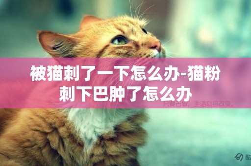 被貓刺了一下怎么辦-貓粉刺下巴腫了怎么辦