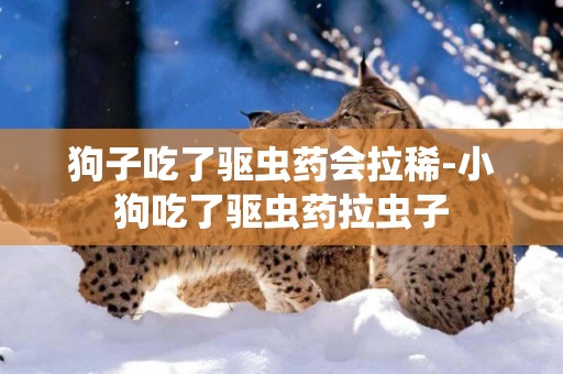 狗子吃了驅蟲藥會拉稀-小狗吃了驅蟲藥拉蟲子