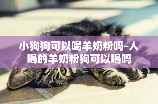 小狗狗可以喝羊奶粉嗎-人喝的羊奶粉狗可以喝嗎