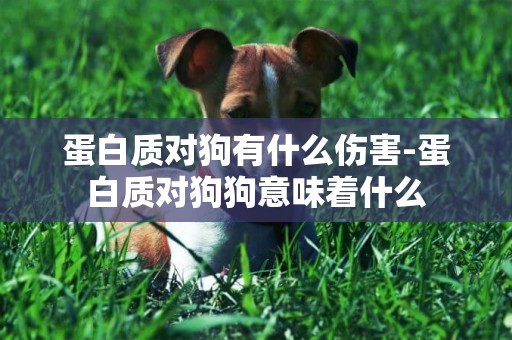 蛋白質對狗有什么傷害-蛋白質對狗狗意味著什么
