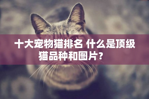 十大寵物貓排名 什么是頂級貓品種和圖片？ 