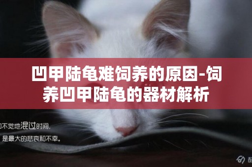 凹甲陸龜難飼養的原因-飼養凹甲陸龜的器材解析