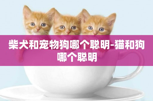 柴犬和寵物狗哪個聰明-貓和狗哪個聰明