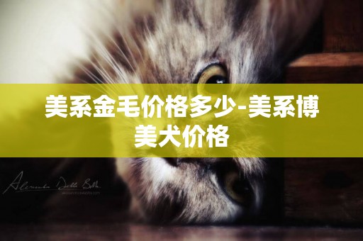 美系金毛價格多少-美系博美犬價格