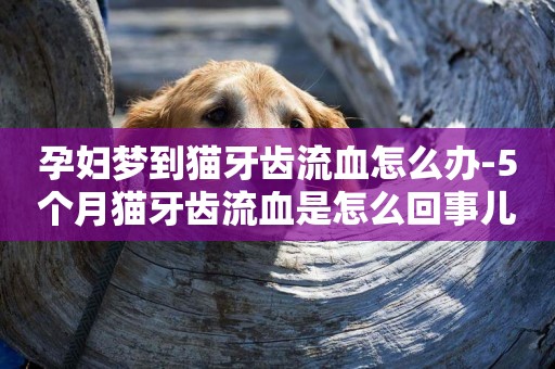 孕婦夢到貓牙齒流血怎么辦-5個月貓牙齒流血是怎么回事兒
