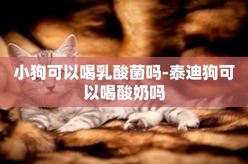 小狗可以喝乳酸菌嗎-泰迪狗可以喝酸奶嗎