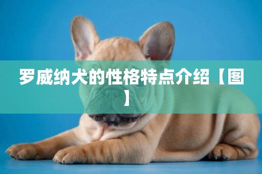 羅威納犬的性格特點介紹【圖】 