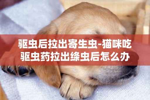 驅蟲后拉出寄生蟲-貓咪吃驅蟲藥拉出絳蟲后怎么辦
