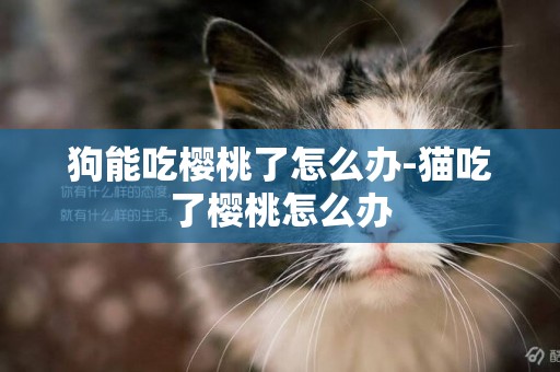 狗能吃櫻桃了怎么辦-貓吃了櫻桃怎么辦