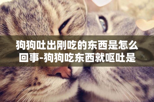狗狗吐出剛吃的東西是怎么回事-狗狗吃東西就嘔吐是怎么回事
