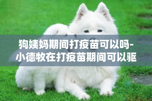 狗姨媽期間打疫苗可以嗎-小德牧在打疫苗期間可以驅蟲嗎