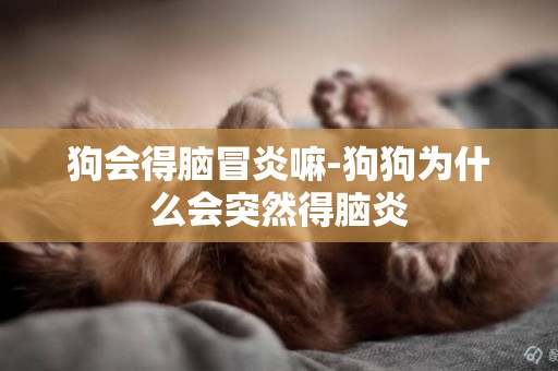 狗會得腦冒炎嘛-狗狗為什么會突然得腦炎