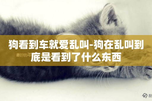 狗看到車就愛亂叫-狗在亂叫到底是看到了什么東西